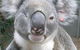 Koala Care Centre In Lismore - thumb 3