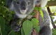 Koala Care Centre In Lismore - thumb 4