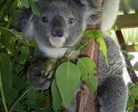 Koala Care Centre In Lismore - Maitland Accommodation 4