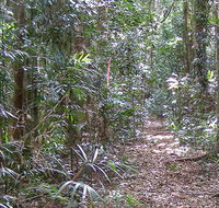 Big Scrub loop walking track - Maitland Accommodation