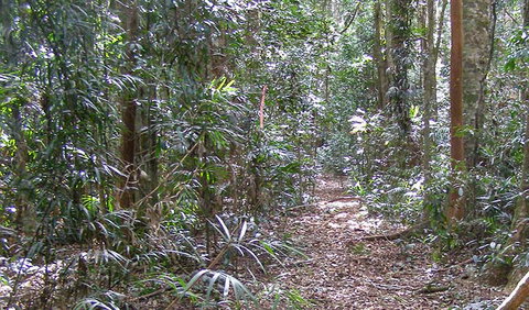 Big Scrub Loop Walking Track - Maitland Accommodation 0
