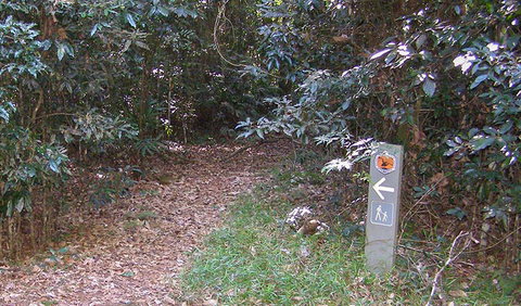 Big Scrub Loop Walking Track - Maitland Accommodation 2