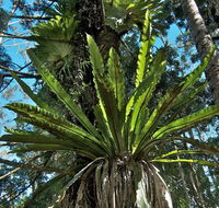 Whian Whian State Conservation Area - Maitland Accommodation