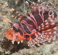 The Seaway Dive Site - Maitland Accommodation