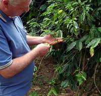 Wombah Coffee Plantation - Maitland Accommodation