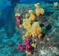 Shag Rock Dive Site - Maitland Accommodation