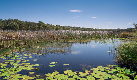 Tyagarah Nature Reserve - Maitland Accommodation 1