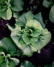 Yoga Retreat - Maitland Accommodation 5