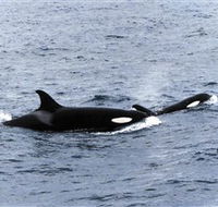 Killer Whale Trail - Maitland Accommodation