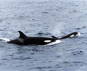 Killer Whale Trail - Maitland Accommodation 0