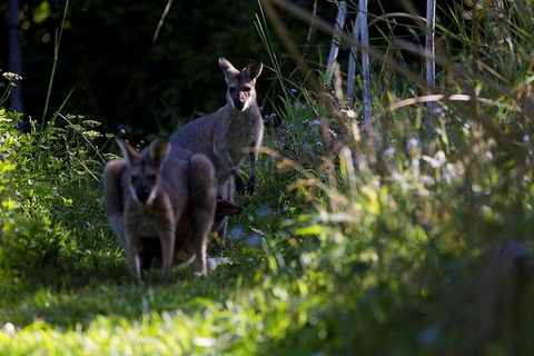 Djanbung Permaculture Gardens - Maitland Accommodation 8