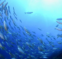 Cape Byron Marine Park - Maitland Accommodation