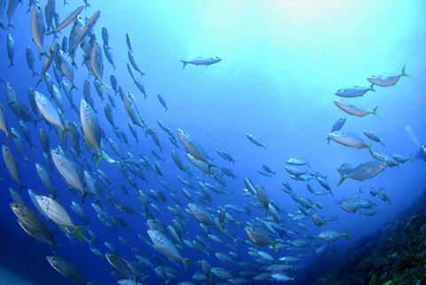 Cape Byron Marine Park - Maitland Accommodation 0