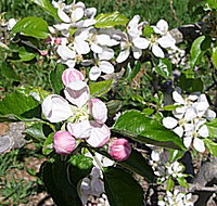 Avro Park Orchards - Maitland Accommodation