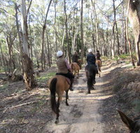 Silver Brumby Trails - Maitland Accommodation