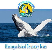 Lighthouse Charters Narooma - Maitland Accommodation