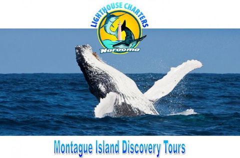 Lighthouse Charters Narooma - Maitland Accommodation 0