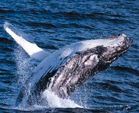 Australian Spirit Sailing Company - Maitland Accommodation 4