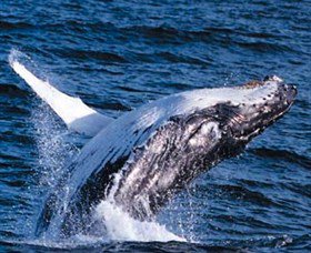 Australian Spirit Sailing Company - Maitland Accommodation 7