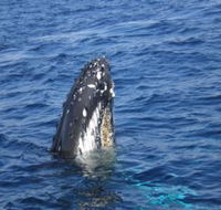 Jervis Bay Whales - Maitland Accommodation
