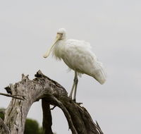 Melbourne Birding Tours - Maitland Accommodation