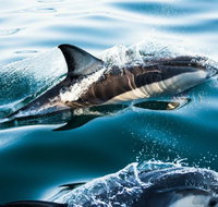 Dolphin Swim Australia - Maitland Accommodation