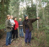 Great Western Tiers Forest Walks Tasmania - Maitland Accommodation