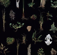 Weswal Gallery - Maitland Accommodation