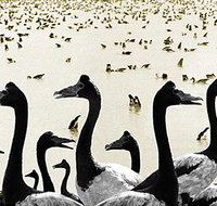 Tin Shed Art Gallery - Maitland Accommodation