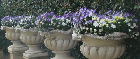 Gardenalia Open Garden And Rare Plant Nursery - Maitland Accommodation 0