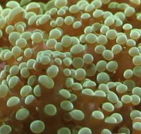 River to Reef Aquarium - Maitland Accommodation