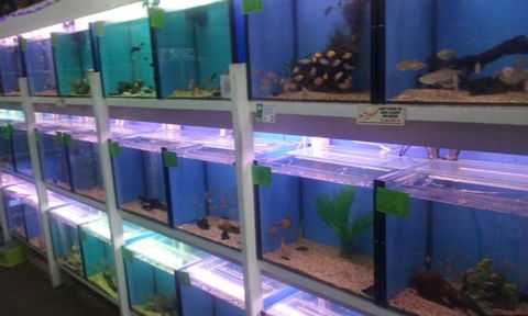 Summerland Aquarium - Maitland Accommodation 1