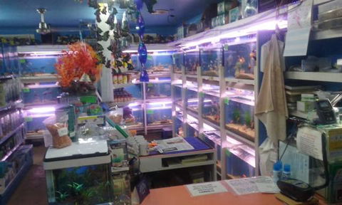 Summerland Aquarium - Maitland Accommodation 3