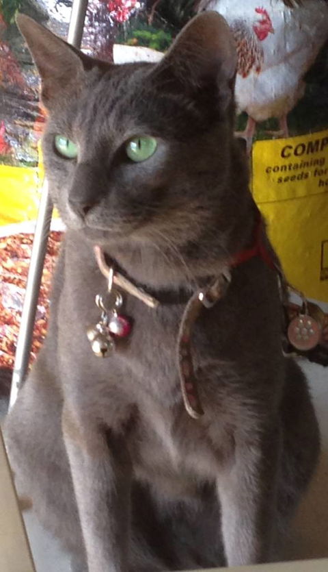 Pets And Saddles - Maitland Accommodation 0