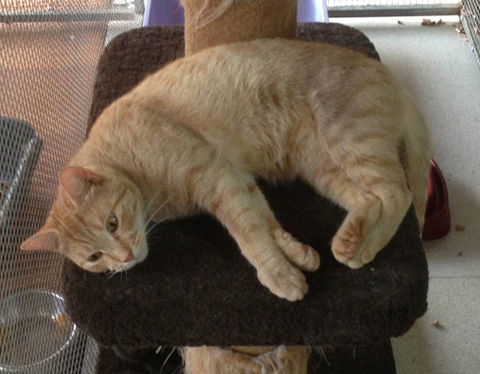 Pets And Saddles - Maitland Accommodation 1