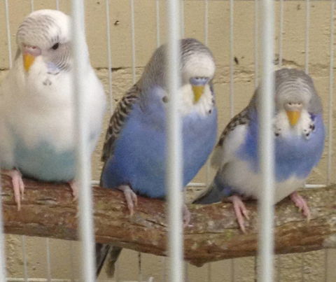 Pets And Saddles - Maitland Accommodation 3