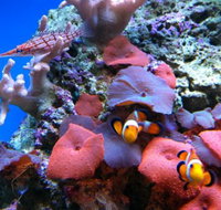 Tropical Marine Centre - Maitland Accommodation