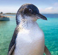 Full-Day Penguin Island  Fremantle Town - Maitland Accommodation
