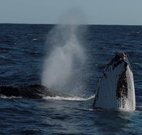 Perth Whale-Watching Cruise from Hillarys Boat Harbour - Maitland Accommodation