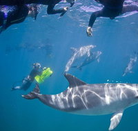 Swim with Wild Dolphins - Maitland Accommodation