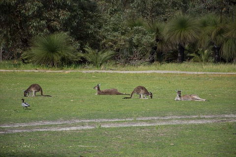 Yanchep & Lancelin - Wildlife, Cave And Sands - Maitland Accommodation 8