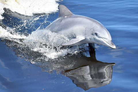 Mandurah Dolphin Island Adventure - Maitland Accommodation 14