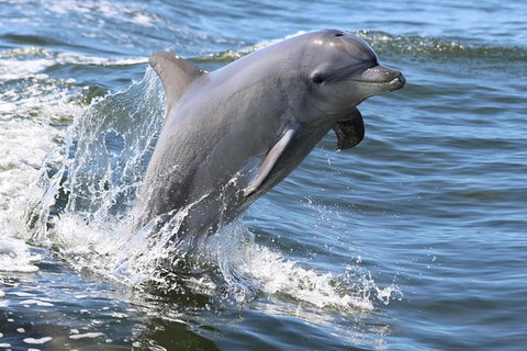 Mandurah Dolphin Island Adventure - Maitland Accommodation 11