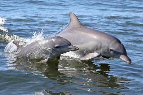 Mandurah Dolphin Island Adventure - Maitland Accommodation 6