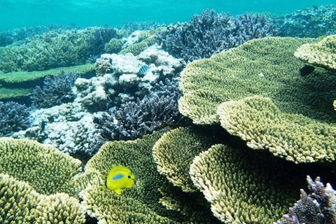 Abrolhos Islands Scenic Flight & Snorkel Adventure From Perth - Maitland Accommodation 3