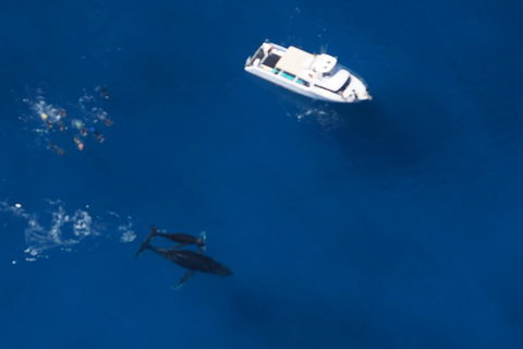 Humpback Whale Swim Ningaloo Reef - Maitland Accommodation 1