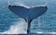 Humpback Whale Swim Ningaloo Reef - thumb 2