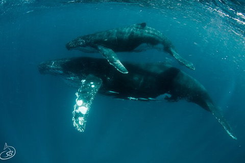Humpback Whale Swim Ningaloo Reef - Maitland Accommodation 3