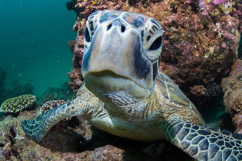 Humpback Whale Swim Ningaloo Reef - Maitland Accommodation 5