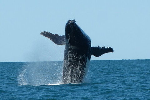 Humpback Whale Swim Ningaloo Reef - Maitland Accommodation 4
